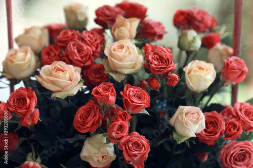 Close up of red and white pink. Side view, tinted