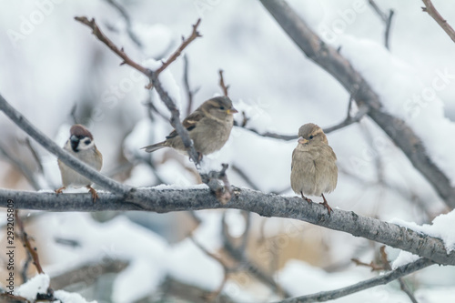 Natural background with many small funny birds sparrows and Chicks sitting on a branch in a winter garden