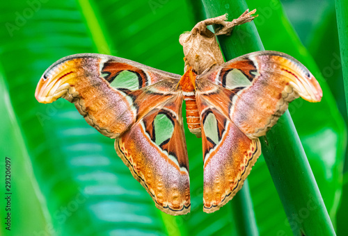 Foto Altas moth, (Attacus atlas), emerge from cocoon, on a green leaf, with green veg