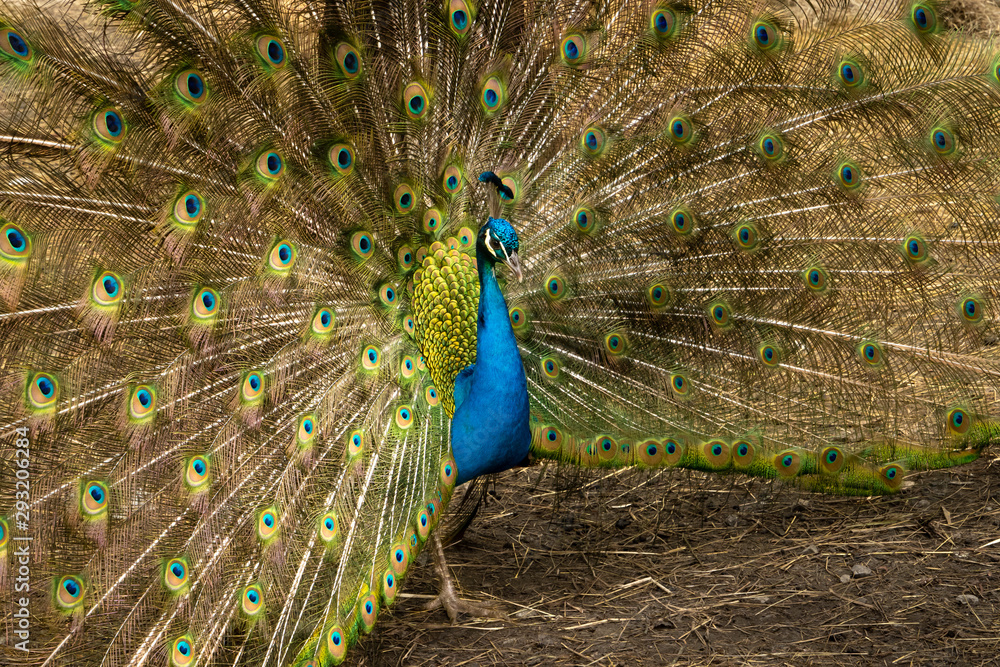 Obraz premium paon 2