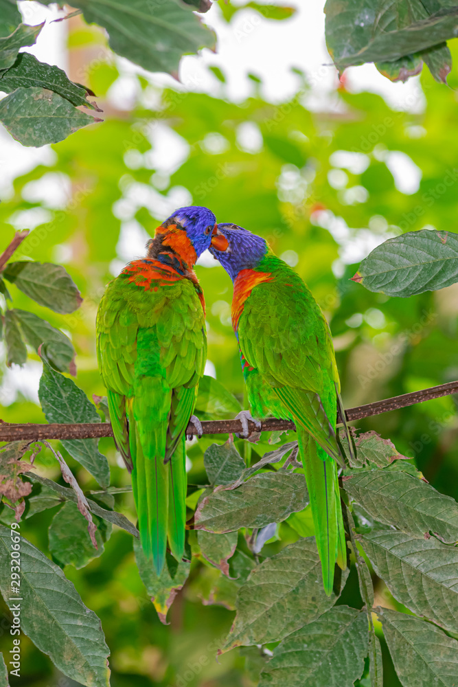 Naklejka premium coconut lorikeet pair, (Trichoglossus haematodus), by cleaning time on a stem, with green vegetation background