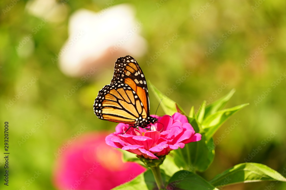 Obraz premium Monarch Butterfly on a Flower