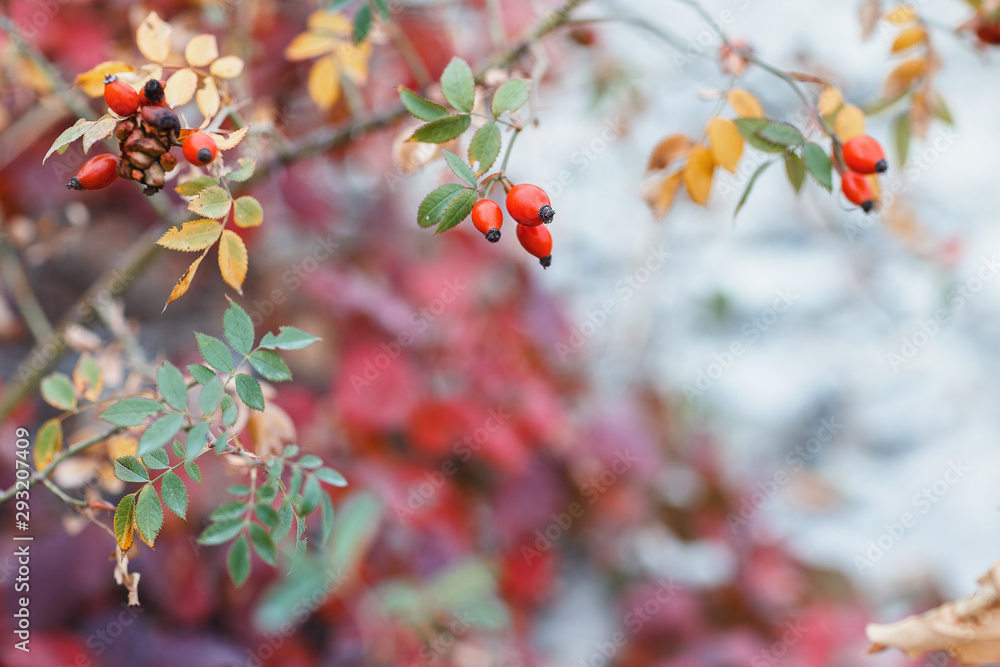 wild rosehips in nature, beautiful background