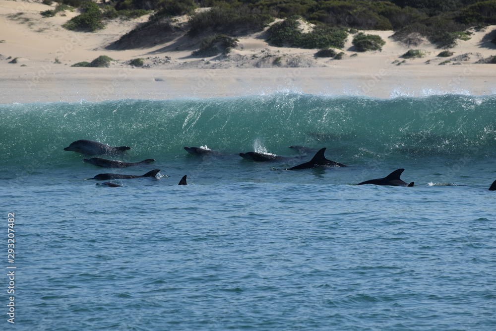 Fototapeta premium Dolphins in the surf