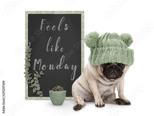 Fotografie cute grumpy pug puppy dog with bad monday morning mood, sitting next to blackboa