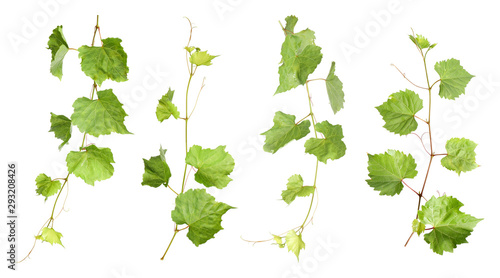 Set of fresh green grape leaves on white background