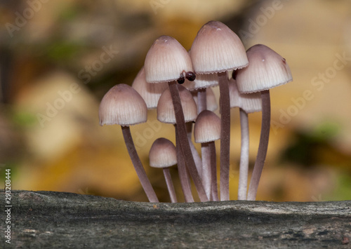 Mycena haematopus the bleeding fairy helmet, the burgundydrop bonnet, or the bleeding Mycena small and beautiful mushroom that grows on wood and has latex of blood-like color