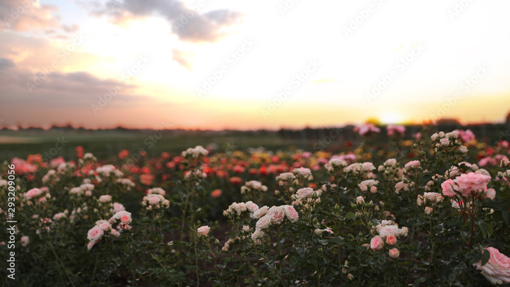Bushes with beautiful roses in blooming field