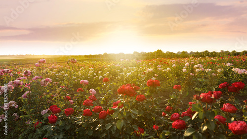 Bushes with beautiful roses outdoors on sunny day