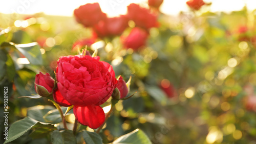 Beautiful roses in blooming garden on sunny day