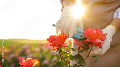 Fototapeta Naklejka Na Ścianę i Meble -  Woman pruning rose bush outdoors, closeup. Gardening tool