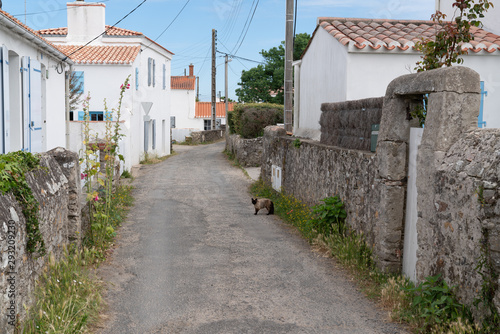 Fototapeta Naklejka Na Ścianę i Meble -  flowered street on the isle of Noirmoutier