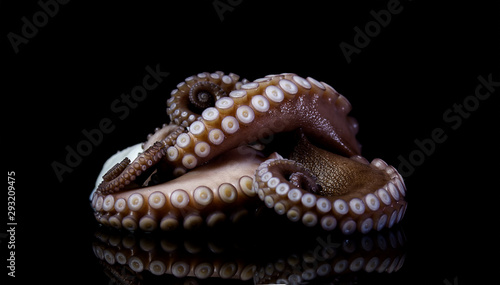 Canvastavla Octopus Seafood fish animal tentacle