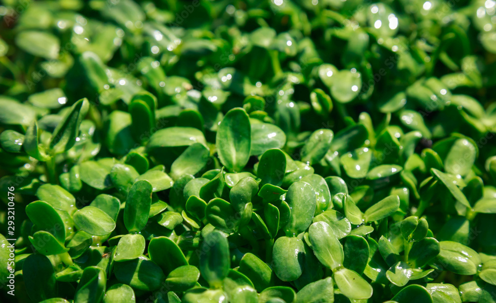 Sunflower microgreen dense sprouts organic baby sunflower shoots. Sunflower microgreen dense sprouts organic baby sunflower shoots.