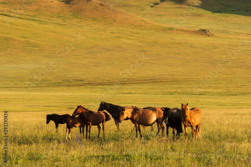 Herd of horses on pasture at sunset in Mongolia