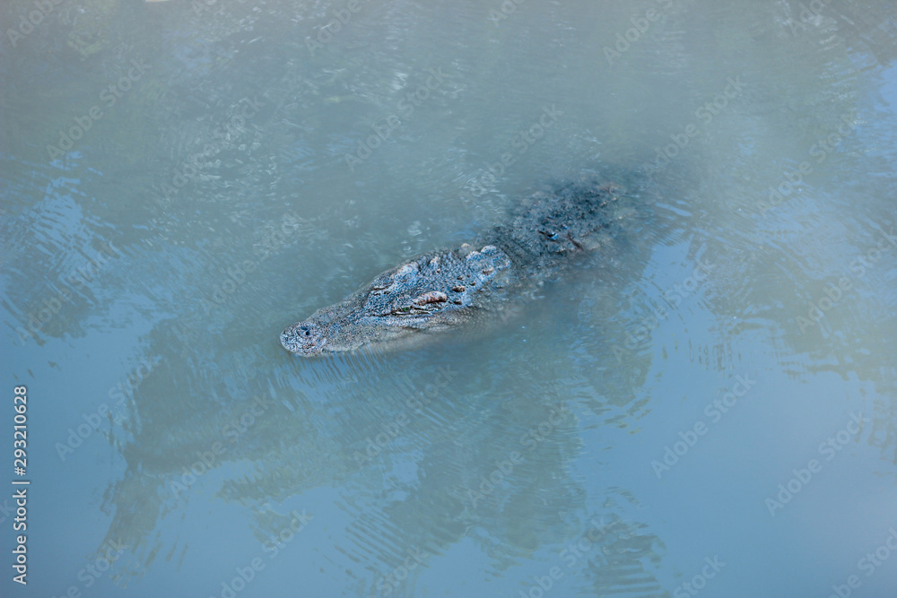 crocodile lurking in blue water