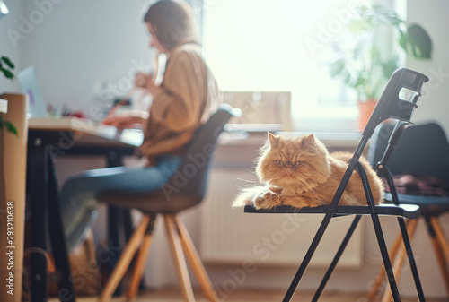 Cuadro en lienzo Adorable persian cat is chilling on the chair while his mistress is working at the desc