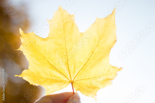 yellow maple leaf flooded with light in hand
