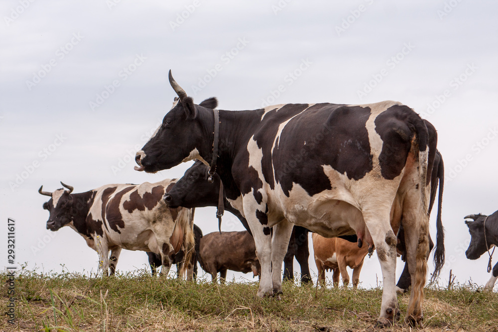 Cow in pasture