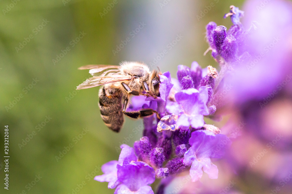 Bee pollination on a lavender flower. Macro photo. Close up. Bee pollination on a lavender flower. Macro photo. Close up.