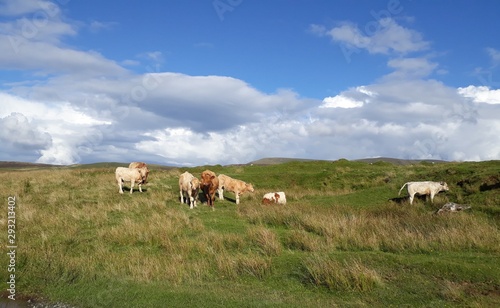 vache écossaise