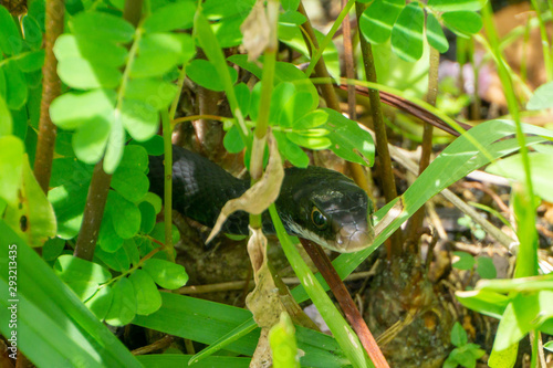 Southern Black Racer Snake (Coluber constrictor ssp. priapus) Peaking Out of Bushes in Stuart, Martin County, Florida, USA