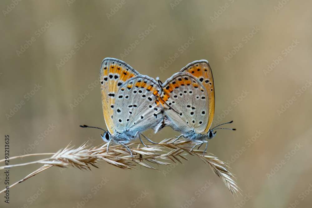 Fototapeta premium butterfly on flower