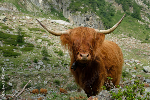 A single highland cow with big horns stands on an mountain meadow in the italian alps
