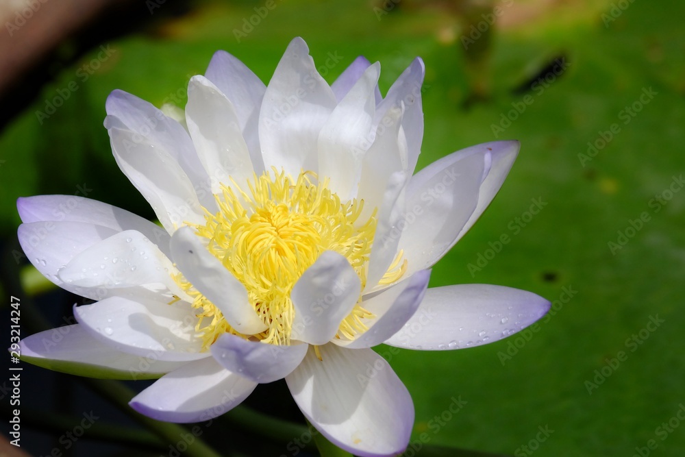 Close up sweet purple lotus flower blossom and growing in a botanical garden with dark background Close up sweet purple lotus flower blossom and growing in a botanical garden with dark background