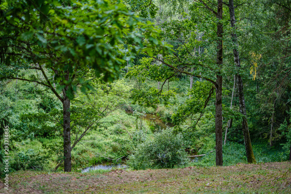 Fototapeta premium green summer forest foliage with leaves, grass and tree trunks