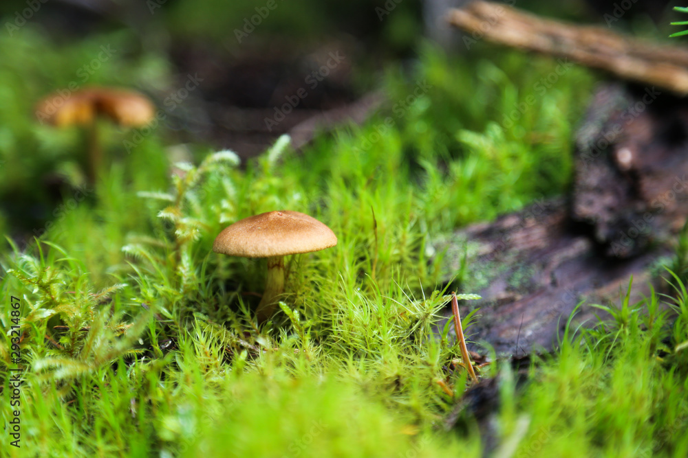 Dreamy and mystical mushroom macro - light source behind mushrooms Dreamy and mystical mushroom macro - light source behind mushrooms