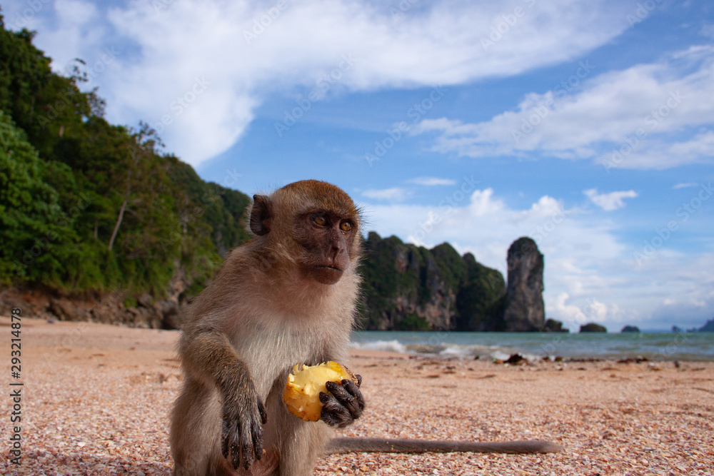 Naklejka premium A close-up portrait of funny long-tailed macaque on a beach sitting and eating fruit peacefully.