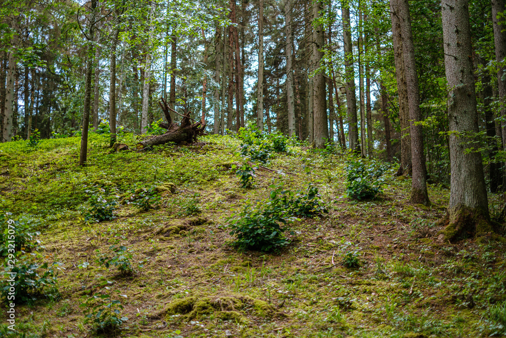 Obraz premium green summer forest foliage with leaves, grass and tree trunks