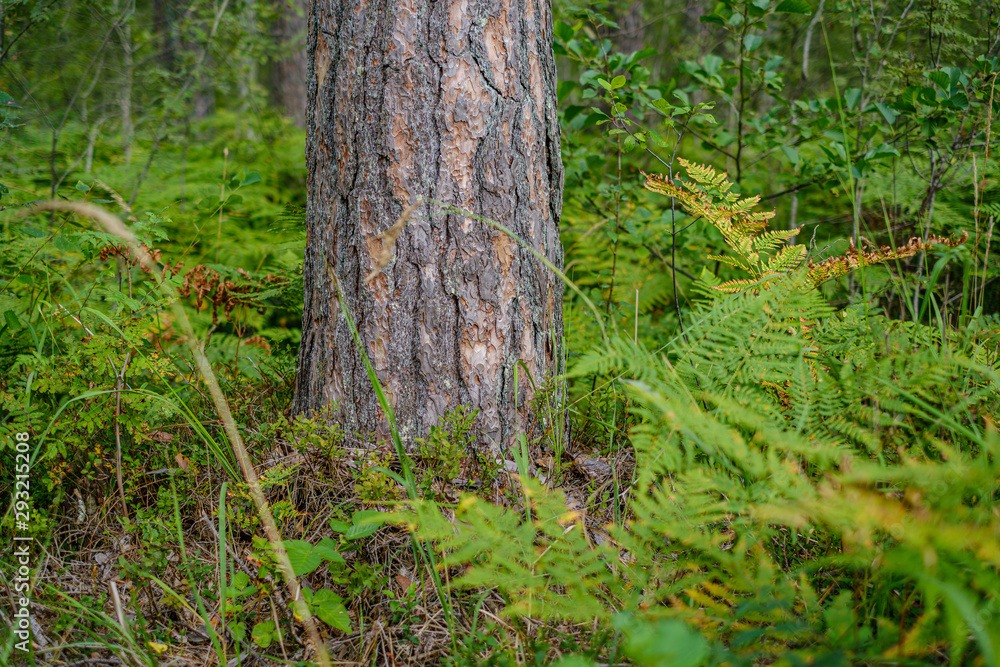 Naklejka premium large isolated tree trunks in green forest