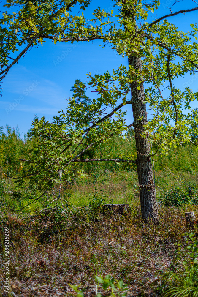 Fototapeta premium large isolated tree trunks in green forest