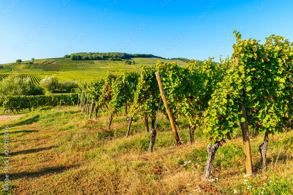 Vineyards on Alsatian Wine Route near Riquewihr village, France