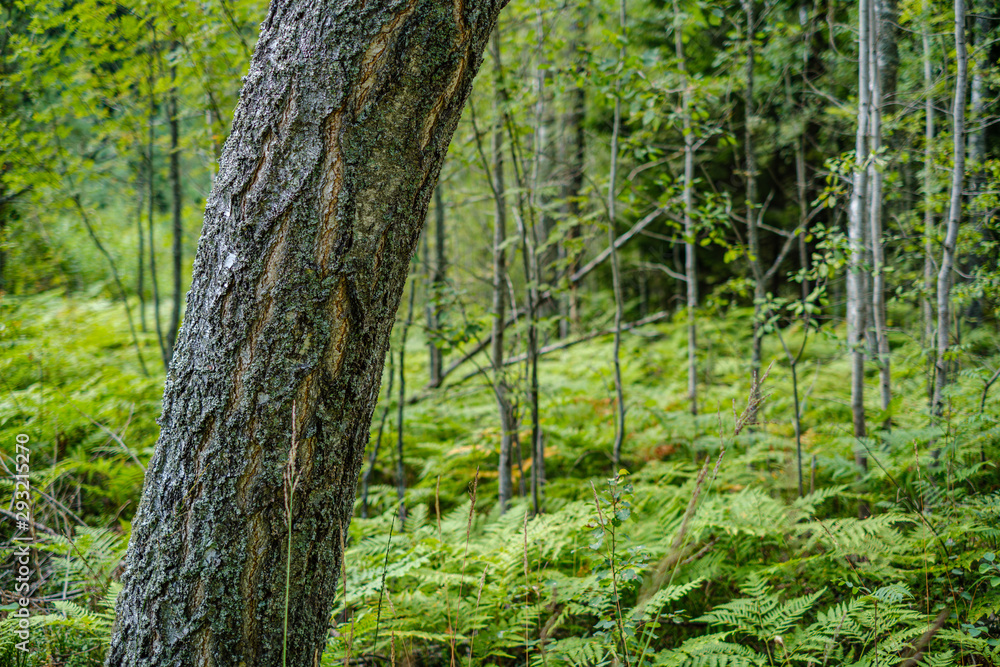 Naklejka premium duże pojedyncze pnie drzew w zielonym lesie