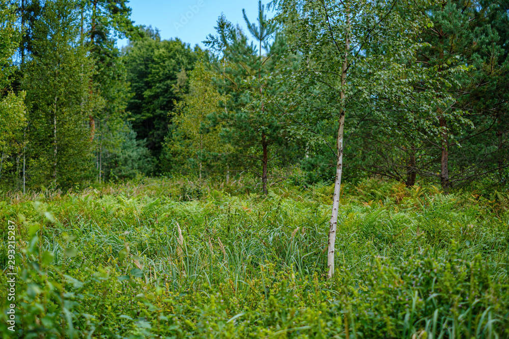 Obraz premium green summer forest foliage with leaves, grass and tree trunks