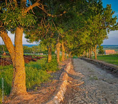 Vineyards in Villány region...