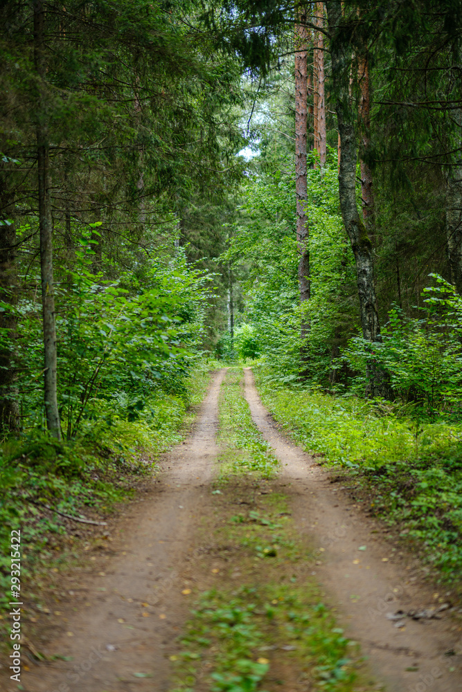 Fototapeta premium dirty gravel road in green forest with wet trees and sun rays
