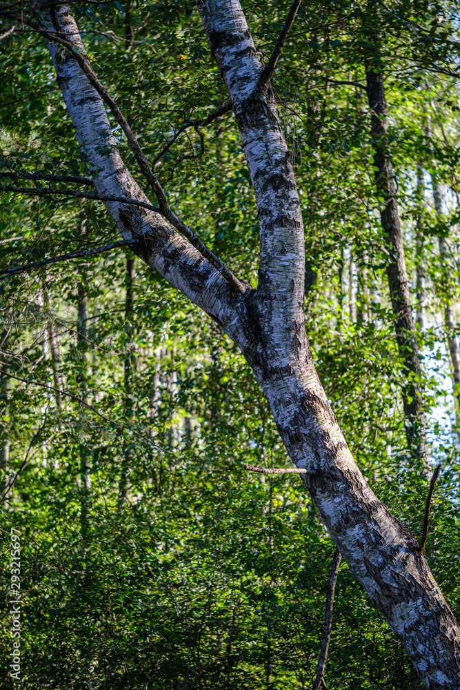 Fototapeta premium large isolated tree trunks in green forest