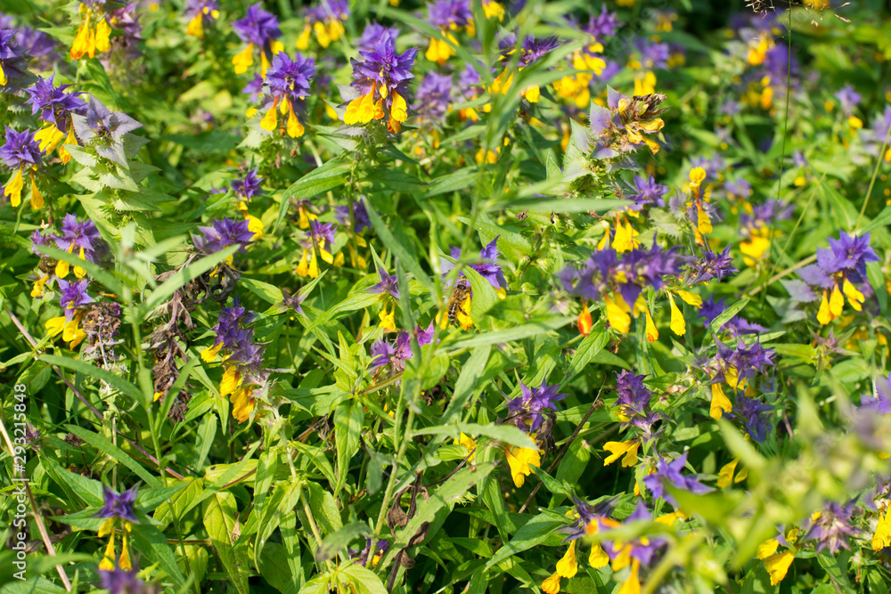 Wood cow wheat flowers