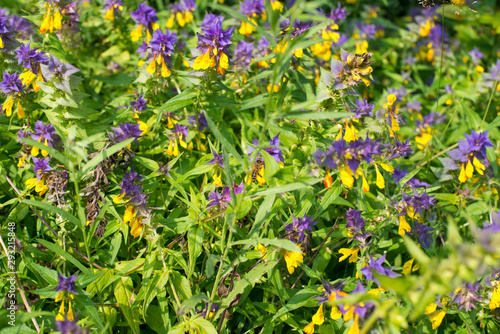 Wood cow wheat flowers