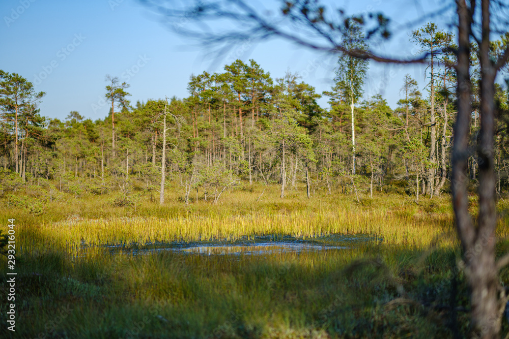pine tree growe in sunny summer forest with blur background pine tree growe in sunny summer forest with blur background