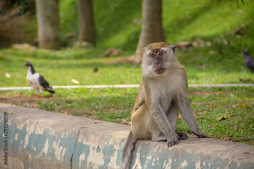 Macaque monkey sitting by the park road  with a bird on the background.