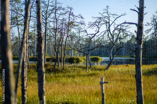 large isolated tree trunks in green forest