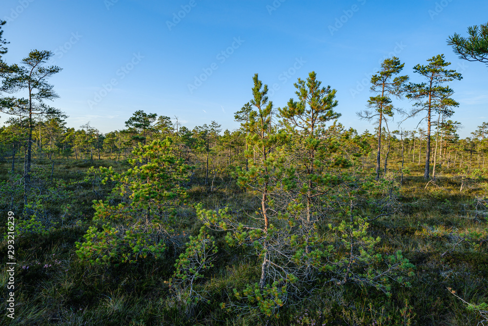 pine tree growe in sunny summer forest with blur background pine tree growe in sunny summer forest with blur background