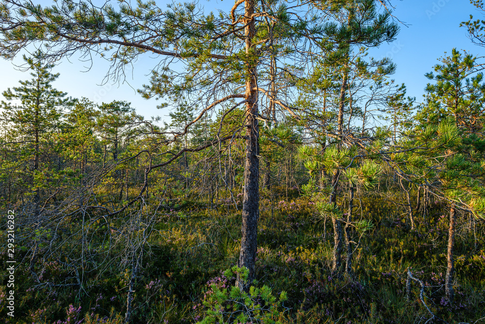 Obraz premium large isolated tree trunks in green forest