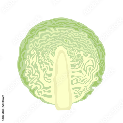 Cabbage cut in half isolated on white background. Vector illustration of slice of cabbage in cartoon simple flat style.