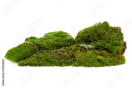 Pile of green moss isolated on a white background. Mossy hill.
